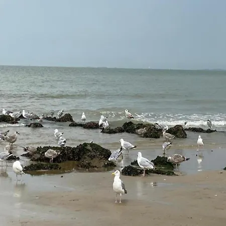 In Near And Casino * Knokke-Heist